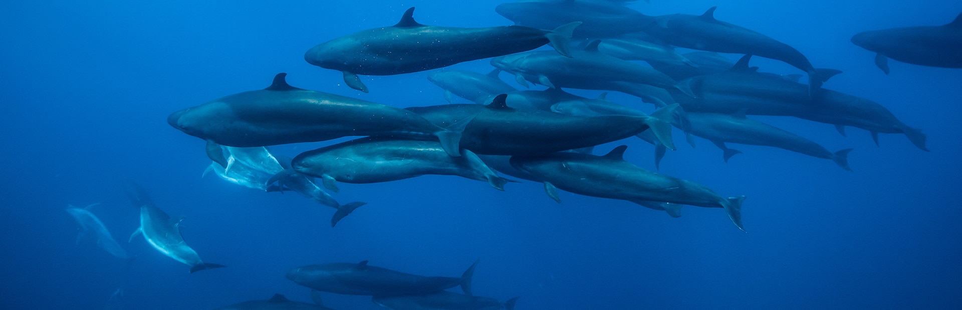 enter-the-mysterious-world-of-the-false-killer-whale-bbc-earth